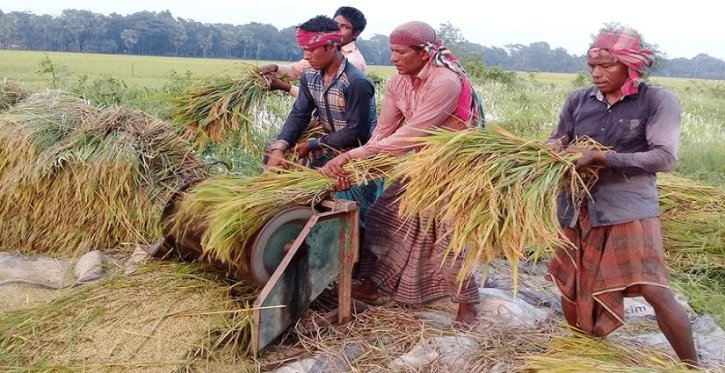 সোনালি ফসল ঘরে তুলতে ব্যস্ত কৃষক