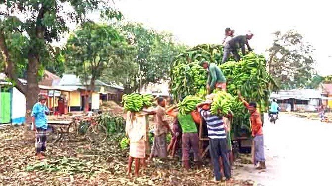 গাইবান্ধা জমে উঠেছে কলার হাট