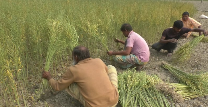 গাইবান্ধায় সরিষার ভালো ফলনে কৃষকের মুখে হাসি