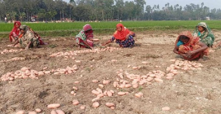 পলাশবাড়ীতে এসটারিক্স জাতের আলু চাষে বাজিমাত