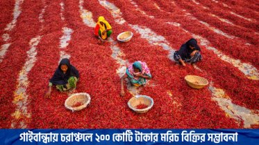 গাইবান্ধায় চরাঞ্চলে ২০০ কোটি টাকার মরিচ বিক্রির সম্ভাবনা (ভিডিও)