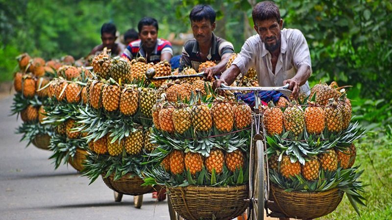 জিআই পণ্যের স্বীকৃতি পেল মধুপুরের আনারস